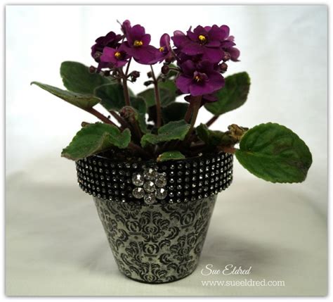 Image result for Spring Bling FL