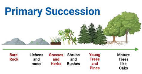 Image result for Example of Succession