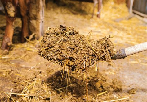 Jeevamrit: A Natural Soil Booster