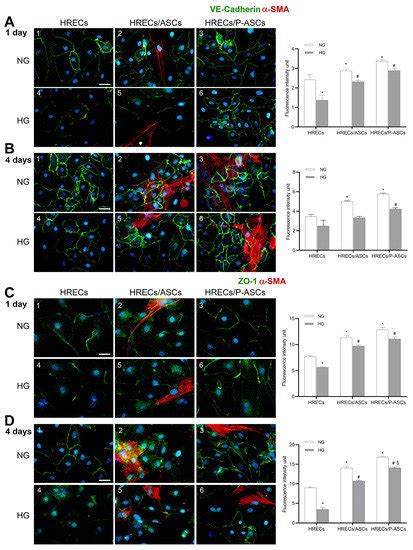 Protective Effects of Human Pericyte-like Adipose-Derived Mesenchymal ...