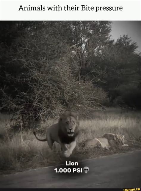 Animals with their Bite pressure Lion 1000 PS! - iFunny