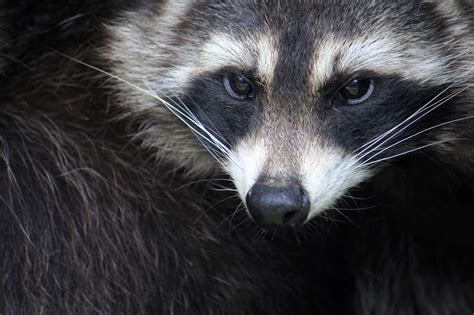 Raccoon Facts For Kids English Abc Animals For Kids | Raccoon Fun