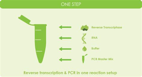 Image result for Reverse Transcriptase PCR Steps