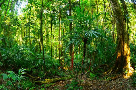 Image result for Forest O2 Vector