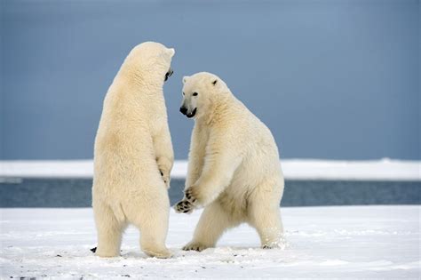 两头北极熊冰上翩翩起舞超萌超可爱_博览_环球网