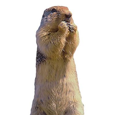 Image result for Gopher Types