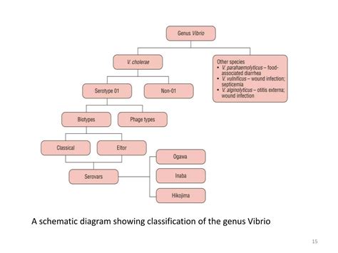 CHOLERA.Viral infection and its complication | PPTX