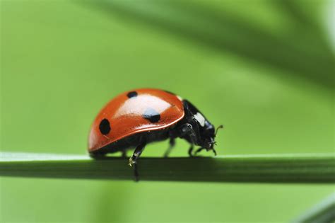 What Do Ladybugs Eat
