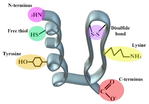 Stabilization Strategies of Pharmaceutical Proteins | Encyclopedia MDPI