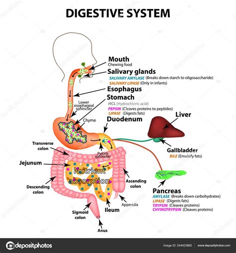 Gallbladder Digestive System