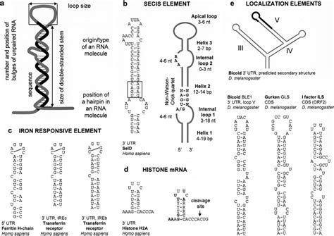 RNA Loop 的图像结果