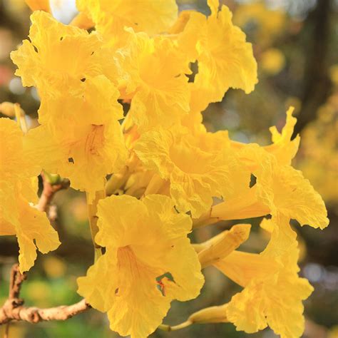 Tabebuia Argentea Or Yellow Trumpet tree - Big Size Plants– Exotic Flora