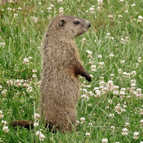 Woodchuck Vs Groundhog