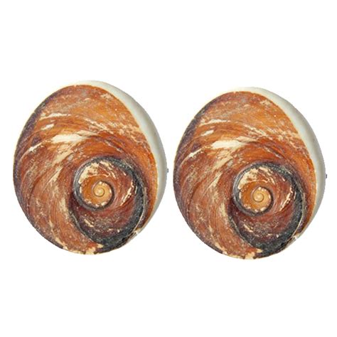 Buy Dwarkesh Seashell Big Size Original Gomati Chakra Raja Gomati/Gomti ...