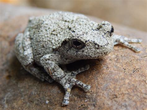 Image result for Common Gray Tree Frog