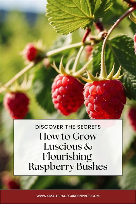 Image result for How to Support Raspberry Bushes