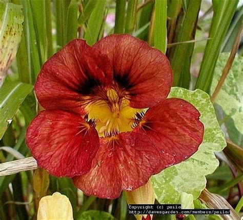 Photos of red coloured flowers : The Mother's significance