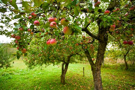 Discover Melbourne’s Native Fruit Tree Treasures: Unique Flavors from Down Under