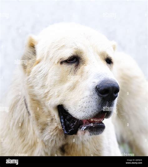 Can A Polish Tatra Sheepdog Live In Netherlands