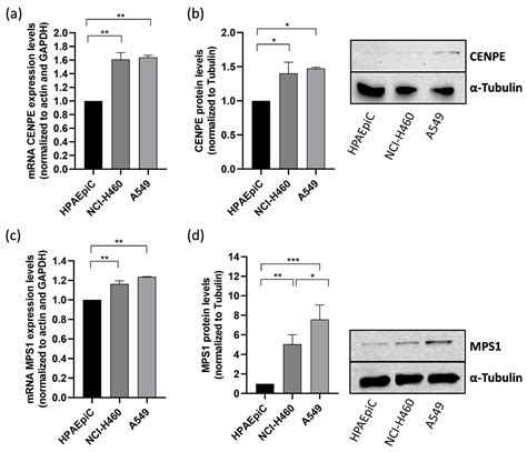 Maximizing Anticancer Response with MPS1 and CENPE Inhibition Alongside ...