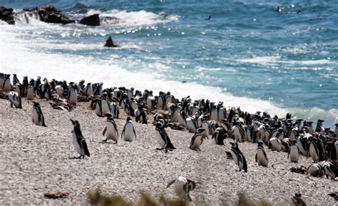 Penguins Migration in Argentina 2025-2026 - Rove.me