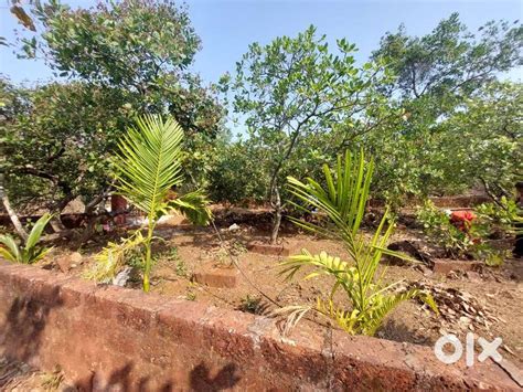 Residential NA Plots at Dapoli, konkan - Lands & Plots - 1790527814