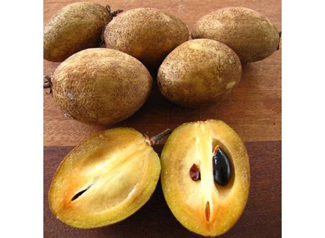 PYANABI GARDEN Long Chikoo/Sapota Thai variety Grafted Plant Naseberry ...