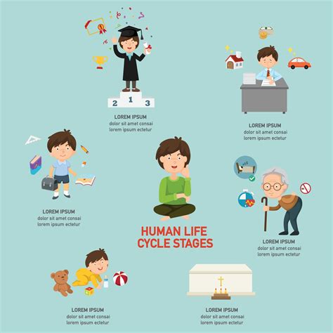 Stages Of Life Of A Human