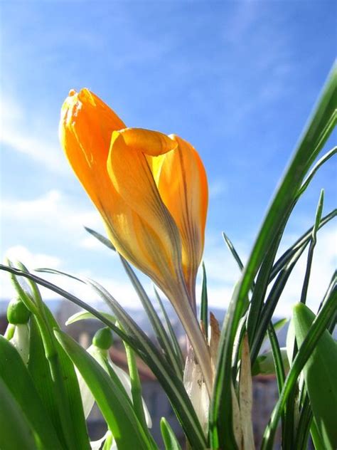 Spring Flower Song 的图像结果