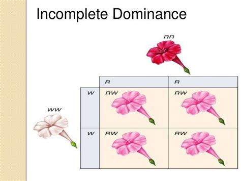 Image result for Incomplete Dominance Examples Flower