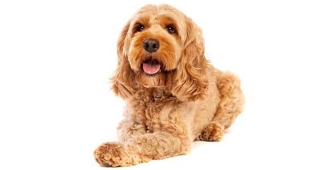 Image result for Cockapoo Size Chart