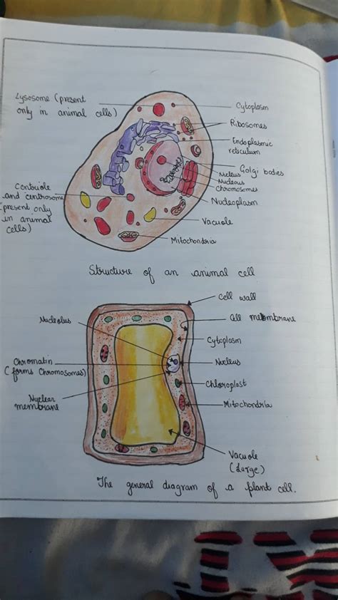 Cell Structure 的图像结果