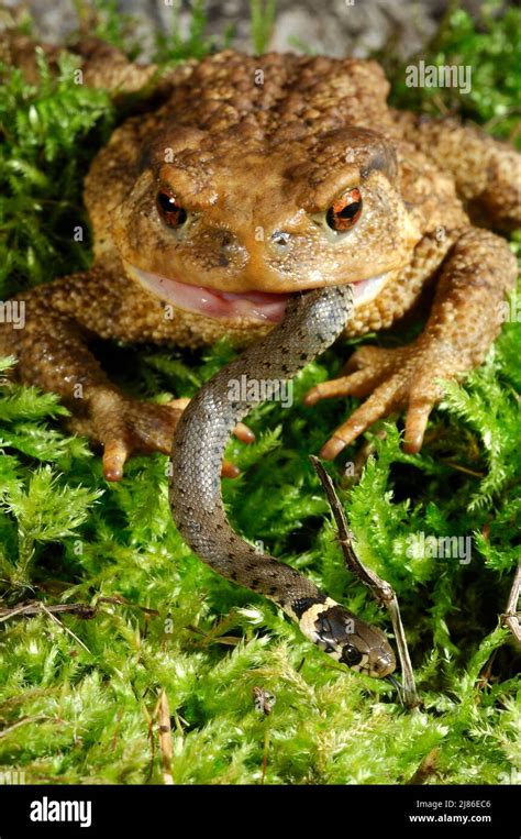 Image result for Toad Eating Duck