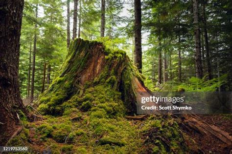 Image result for Growing Up Tree Rot
