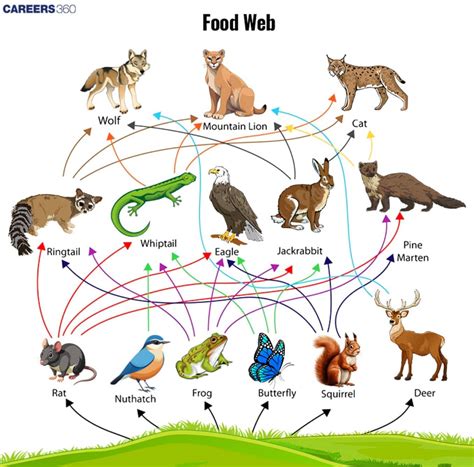 Food Chain and Food Web - Definition, Types, Diagram, And Examples