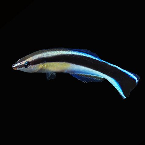 Blue Streak Cleaner Wrasse - The Biota Group