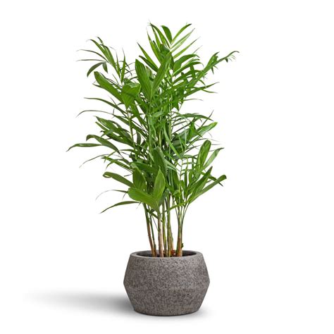 Bamboo Palm Plant Large Bamboo Palm With Basket R690🌿 Care