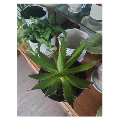 Agave horrida | Seeding