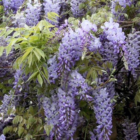 Chinese Wisteria | Plants Express