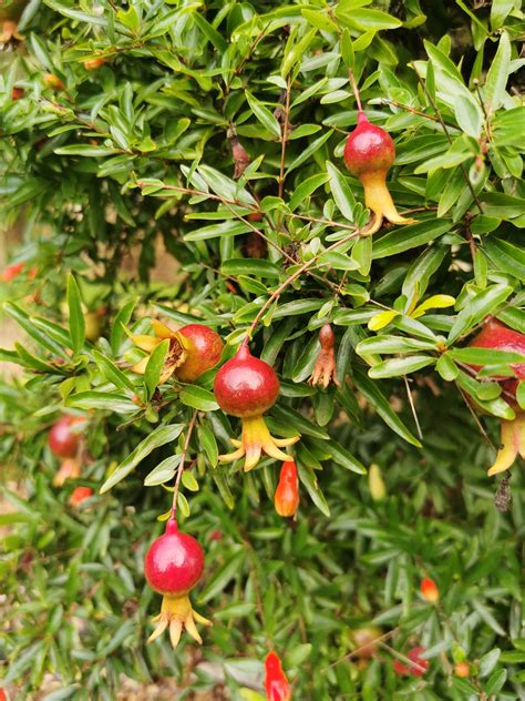 Punica Granatum Nana