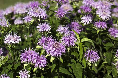 turnerseed: Wild Bergamot - (Bee Balm)