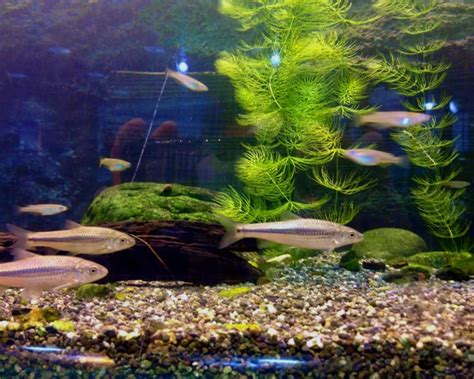 Java Rice Fish 的图像结果