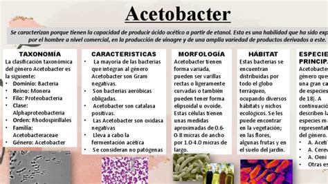 Acetobacter Isolation Process Image 的图像结果