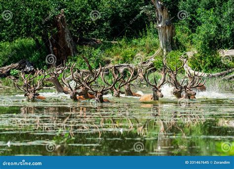 Group of Deer Swimming in a Forest Pond, Green Scenery Stock Image - Image of large, river ...