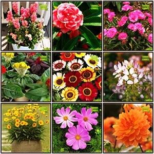 OhhSome Seeds With Instruction Combo Flower Seeds : Antirihinum Tom ...