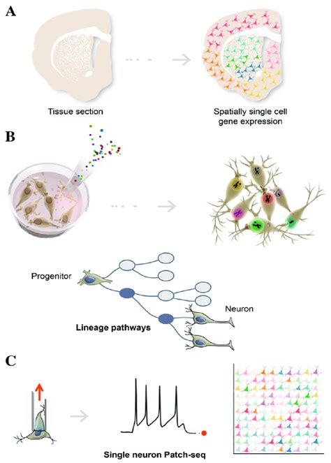 Image result for Transcriptomics technologies Single-cell Transcriptomics