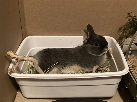 Silver Marten Rabbit Breed