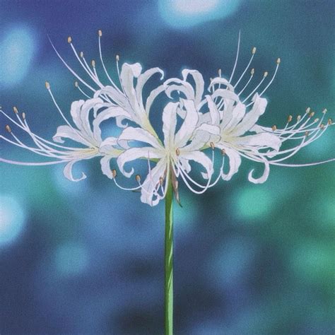 Red Spider Lily Meaning | Flower drawing, Red spider lily, Lilies drawing