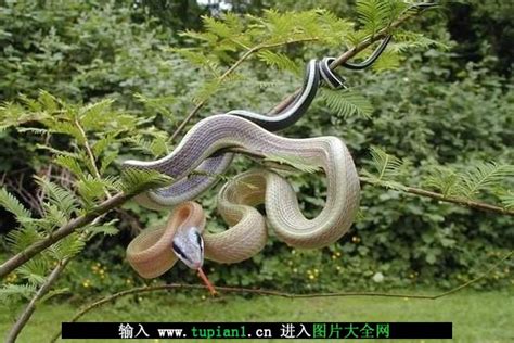 群蛇乱舞 蛇种类大全_动物图片_TuPian1