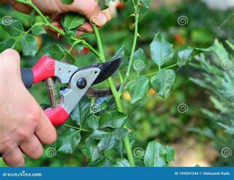 A Gardener is Cutting a Rose Bush Using Pruning Shears To Encourage ...